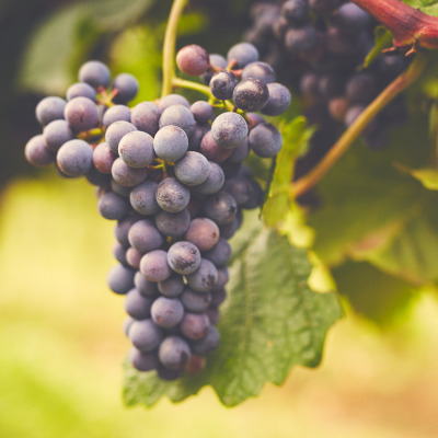 rote-traube